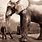 World's Largest Bull Elephant