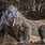 World's Largest Komodo Dragon