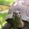 World's Oldest Tortoise