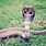 World Biggest Cobra Snake