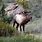Wyoming Elk Herds