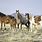 Wyoming Wild Horse Roundup
