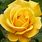 Yellow Hybrid Tea Roses