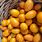 Yellow Kumquat