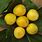Yellow Plum Fruit