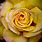 Yellow Rose Bloom