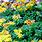 Yellow Sedum Plants