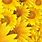Yellow Sunflower Background Pastel