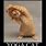 Yoga Cat Funny Meme