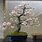 Yoshino Cherry Bonsai