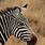 Zebra Head Picture