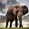 Zimbabwe Big Five Animals