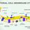 Bacterial Cell Membrane