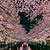 Lbgtr Under the Cherry Blossom Tree