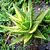 Variegated Aloe Plant