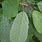 Prunus Avium Blatt