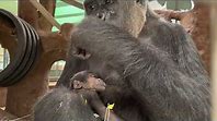 Gorillas: Different Subspecies and Their Characteristics