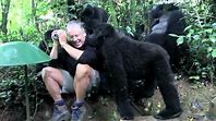 Gorillas: Interaction with Humans