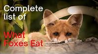 Fox: Diet and Hunting Skills