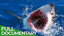 Great White Shark: Top Facts