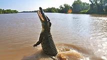 Crocodiles: Habitats and Distribution