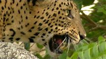 Leopard: Adaptation and Evolution