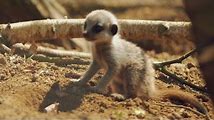 Meerkat: Cute Babies