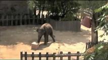 Elephants: Intelligence and Communication Skills