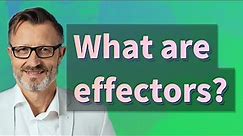 What are effectors?