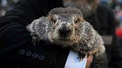 Groundhog Day predictions: How accurate is Punxsutawney Phil?