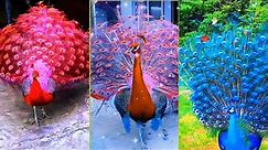 Peacock opening feathers，Most beautiful peacocks in the world，Peacock video
