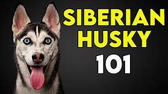 Siberian Husky Dogs 101 - Must Watch Before You Get One