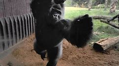 400 Pound Gorilla Breaks Enclosure Glass, Escapes
