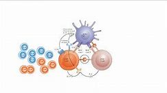 IMMUNOLOGICAL MEMORY! MEMORY B CELLS AND MEMORY T CELLS EXPLAINED!