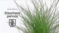 Eleocharis parvula - Dwarf hairgrass