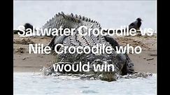 Saltwater Crocodile vs Nile Crocodile who would win