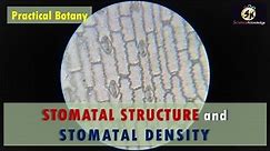 Structure of Stomata and Stomatal Density in Monocot & dicot plants: Kidney, dumbbell shaped stomata