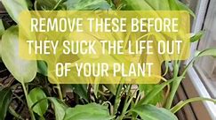 House Plant Care #dumbcane #dieffenbachia #houseplants | Green Bee Explorer