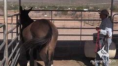 Owning a Mule How to Approach Your Mule