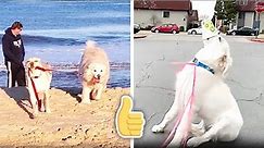 Doggone Hilarious! | Pawsitively Funny Dog Fails and Moments 🐶