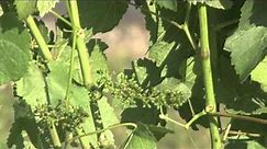 Learn Growing Cycle: Pinot Noir, Small Winery, Napa Valley