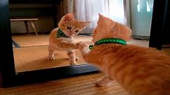 Funny Cats Vs Mirrors - Funny Cats Compilation January 2016