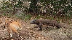 Komodo dragon hunting strategy
