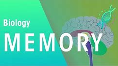 Memory | Physiology | Biology | FuseSchool