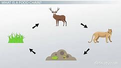 Food Chain Lesson for Kids: Definition & Examples