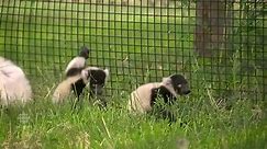 Three baby lemurs play outside with their mother