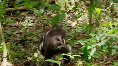 Nature:Close Encounter with Huge Silverback Gorilla Season 35 Episode 2