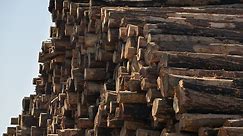 Lumber prices continue to plummet—down 49% from the peak
