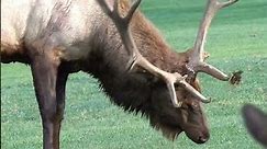 Huge Bull Elk in Estes Park Colorado #shorts