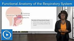 Functional Anatomy of the Respiratory System – Physiology | Lecturio Nursing